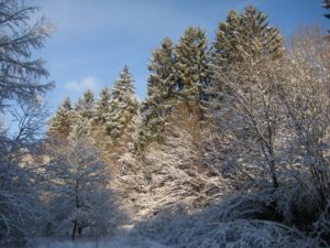 Winter im Lehrrevier der Jagdschule AJN 2017 zur Advetnszeit